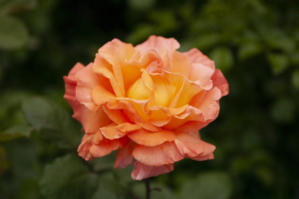 rose